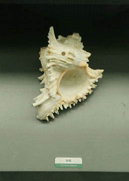 海洋生物贝类棘螺标本