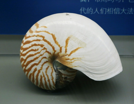 海洋生物贝类鹦鹉螺的标本
