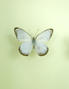 亚洲蝴蝶白粉蝶标本