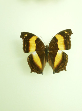 亚洲蝴蝶棕黄圆粉蝶标本