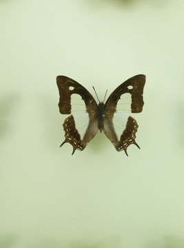 亚洲洲蝴蝶黑翅白粉蝶标本