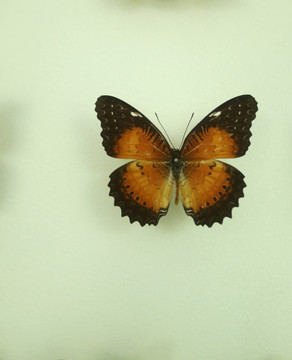 亚洲蝴蝶电蛱蝶标本