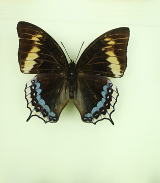 亚洲蝴蝶黑翅蓝斑蛱蝶标本