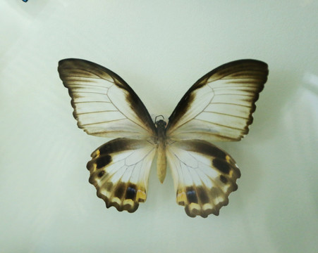 亚洲蝴蝶黑锯粉蝶标本