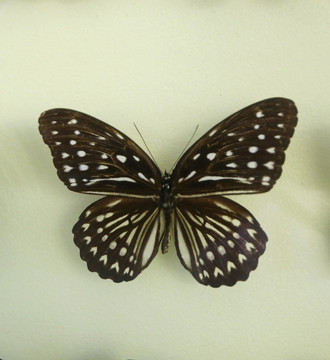 亚洲蝴蝶白斑粉蝶标本