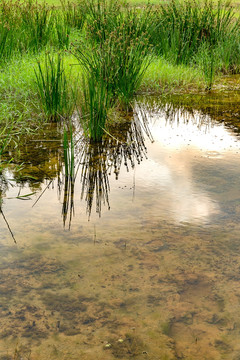 水毛草 莎草科植物 沼泽湿地