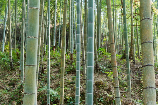 竹子 竹林 高风亮节 党风建设