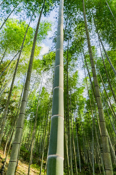 竹子 竹林 高风亮节