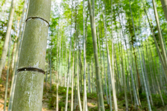 竹子 竹林 高风亮节