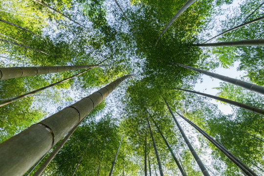 竹子 竹林 高风亮节