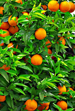 橘子树 桔子树