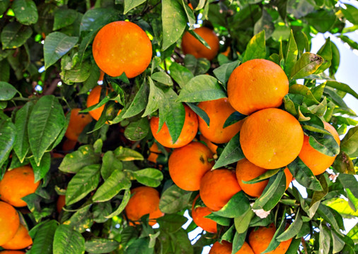 树上的橙子 橙子树