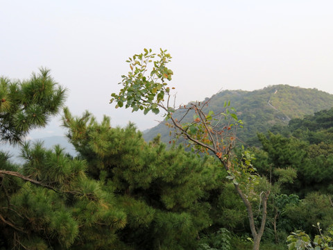 北京香山