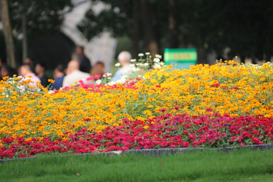 川沙公园鲜花