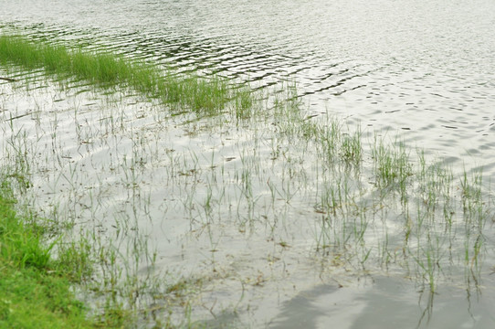 湖水上的青草