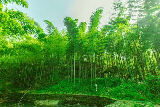 高清竹海