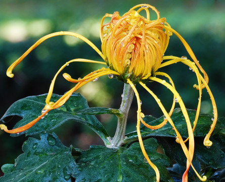 菊花 太真初浴