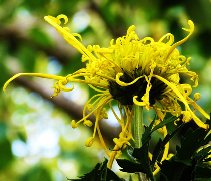 菊花 古龙须