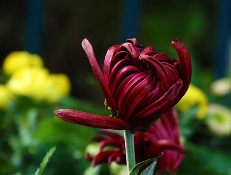 菊花 墨菊 墨牡丹