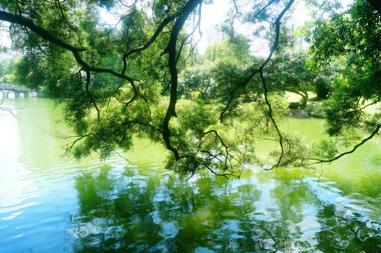 湖泊池塘风光