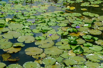 莲花池