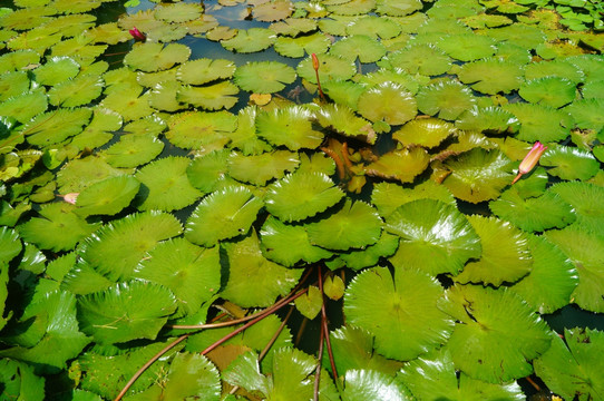 莲花池