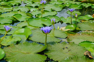 莲花池