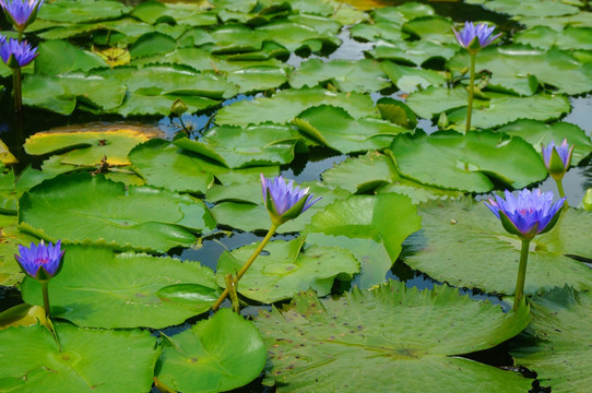 莲花池