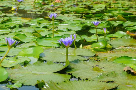 莲花池