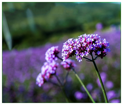 小紫花