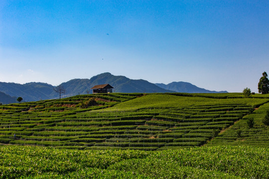 松阳大木山茶园