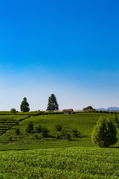 松阳大木山茶园