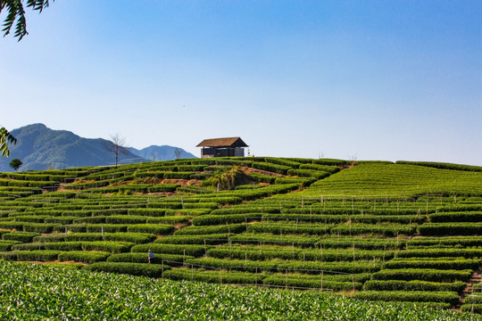 松阳大木山茶园