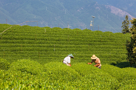 松阳大木山茶园