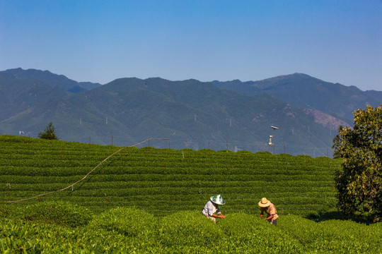 松阳大木山茶园