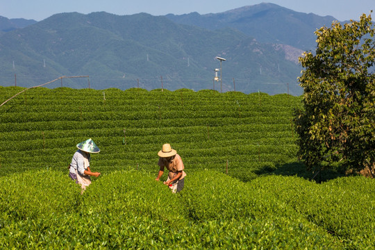 松阳大木山茶园