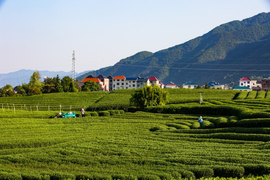 松阳大木山茶园