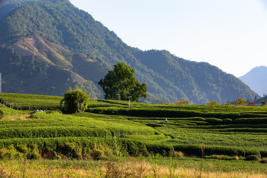 松阳大木山茶园