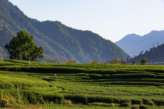 松阳大木山茶园