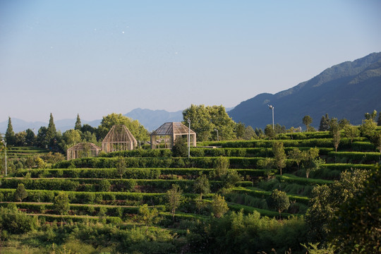 松阳大木山茶园