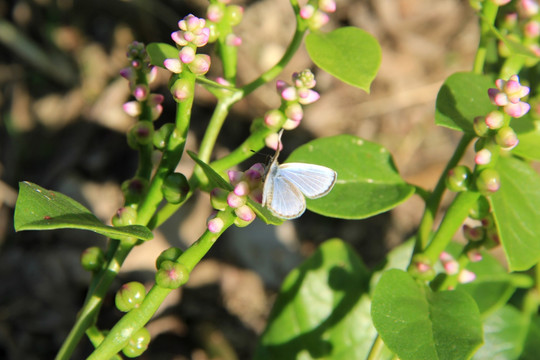 木耳菜 蝴蝶