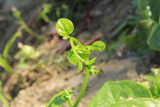 新生 绿芽 成长