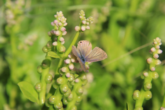 蝴蝶 木耳菜