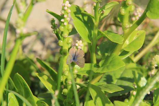 蝴蝶 木耳菜