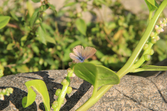 蝴蝶 木耳菜