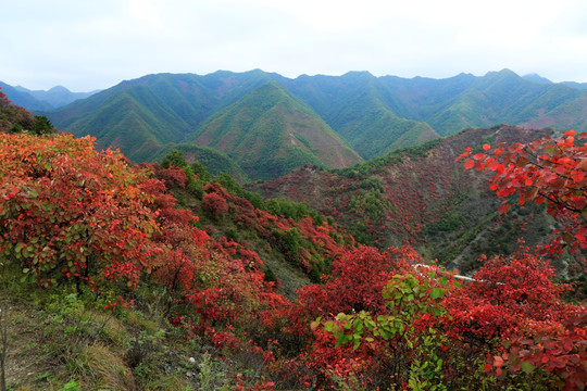 红叶