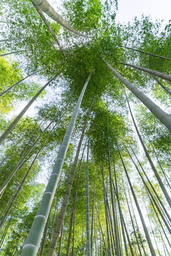 竹子 竹林 高风亮节