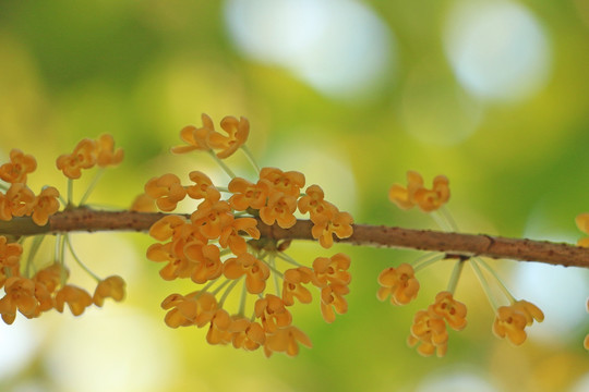 桂花