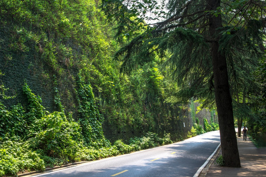 森林道路