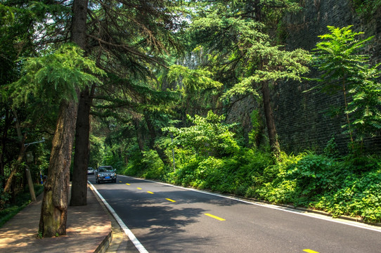 森林道路